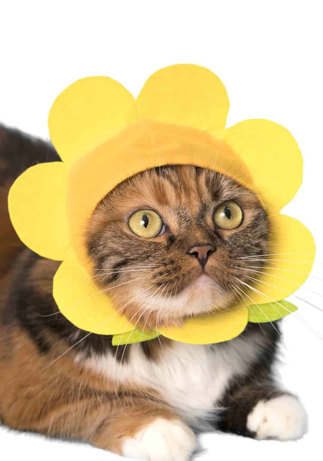 Cat Cap Blind Box - Flower